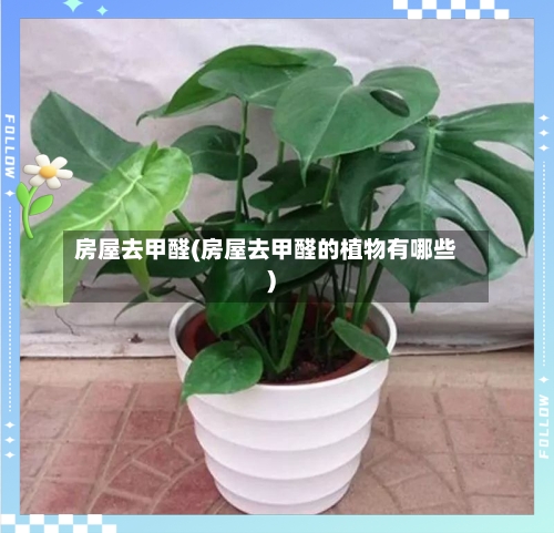 房屋去甲醛(房屋去甲醛的植物有哪些)