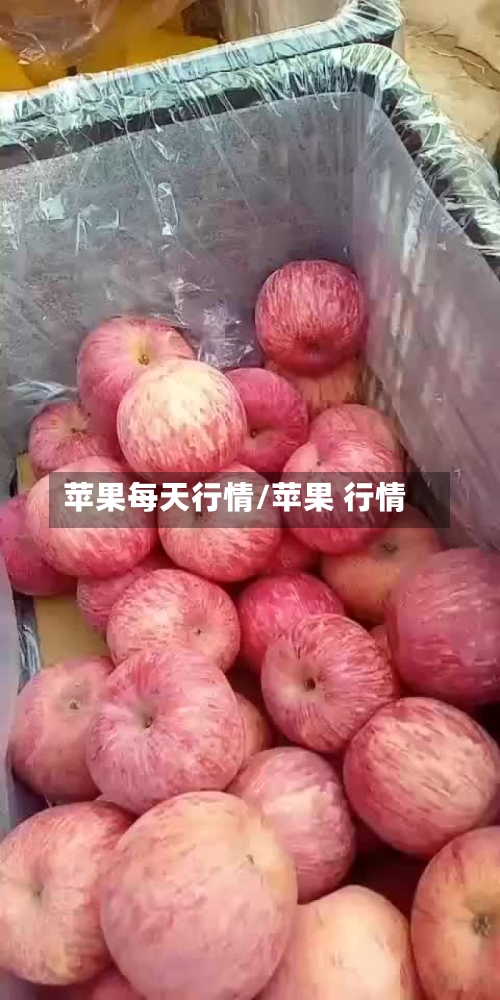 苹果每天行情/苹果 行情