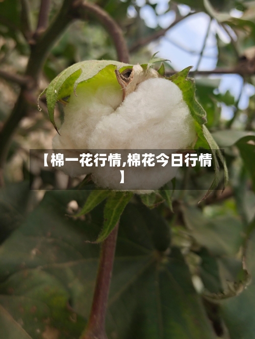 【棉一花行情,棉花今日行情】-第2张图片