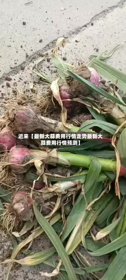 近来【最新大蒜费用行情走势最新大蒜费用行情预测】
