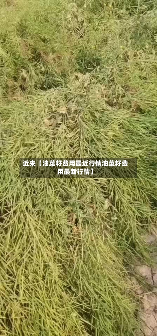 近来【油菜籽费用最近行情油菜籽费用最新行情】-第2张图片